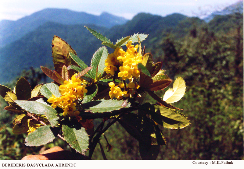 BEREBERIS DASYCLADA AHRENDT